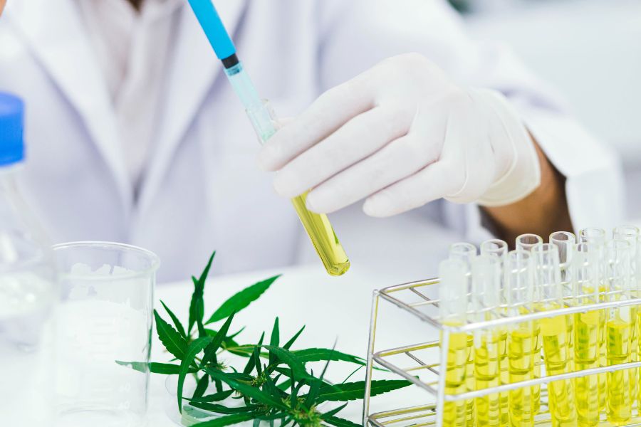 scientist in laboratory testing cannabis oil extracted from marijuana